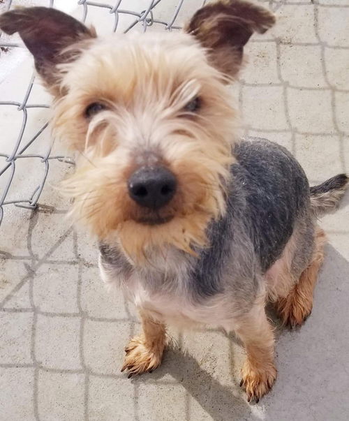 Webster-Not at the Shelter