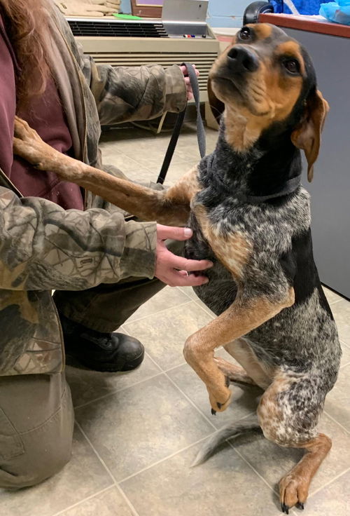 Luci-At the Shelter