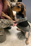 Luci-At the Shelter