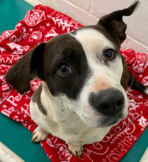 Cece-At the Shelter