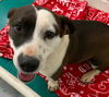 Cece-At the Shelter
