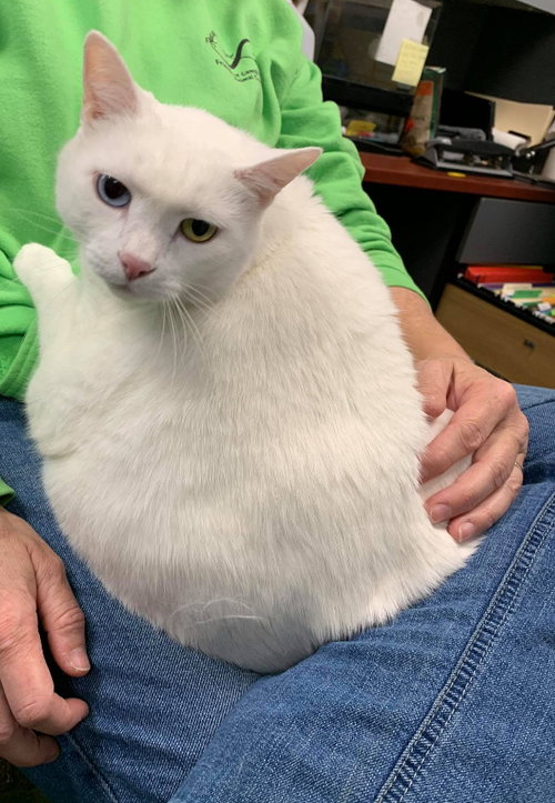 Miss Kitty-At the Shelter