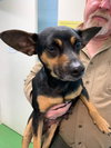 Jolie - Not at the shelter
