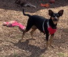 Jolie - Not at the shelter