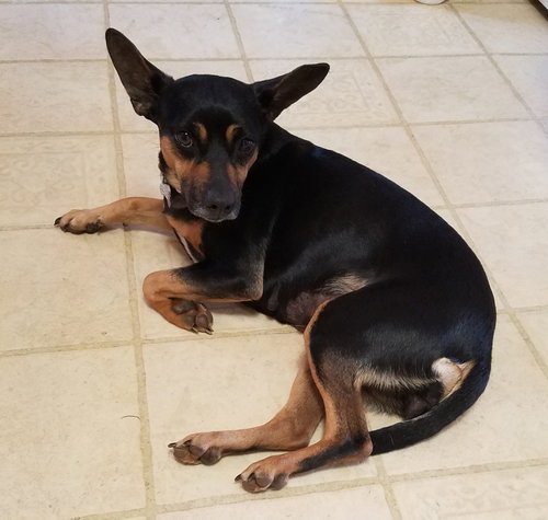 Jolie - Not at the shelter