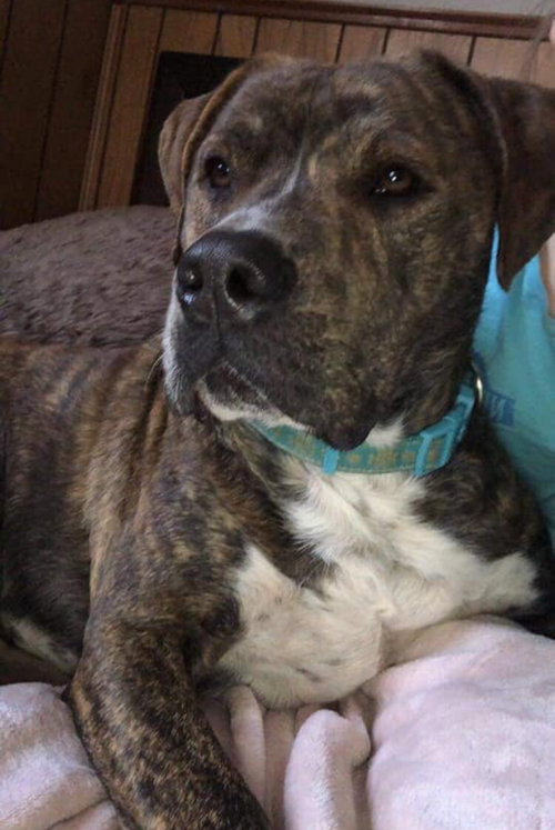 Jojo-Not at the Shelter