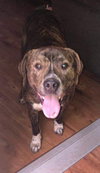 Jojo-Not at the Shelter