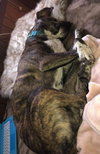 Jojo-Not at the Shelter