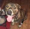 Jojo-Not at the Shelter