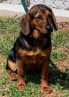 Hazel-Not at the Shelter