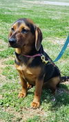 Hazel-Not at the Shelter