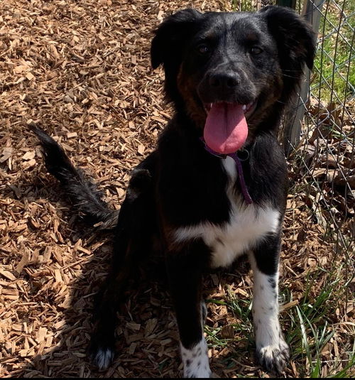 Nova-At the Shelter