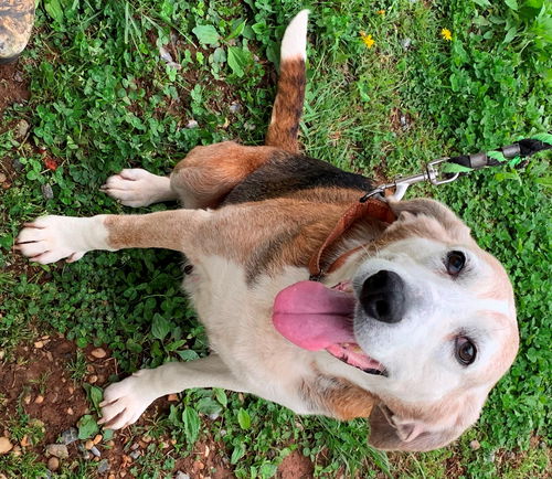 Eliza-Not at the Shelter