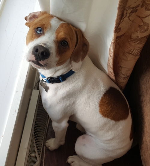 Toby-Not at the Shelter