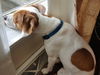 Toby-Not at the Shelter