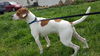 Toby-Not at the Shelter