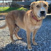 Marvin-Not at the Shelter