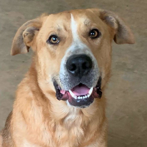 Marvin-Not at the Shelter