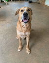 Marvin-Not at the Shelter