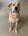 Marvin-Not at the Shelter