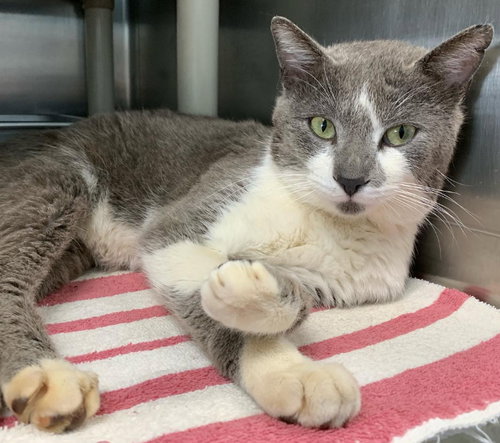 Hugo-At the Shelter