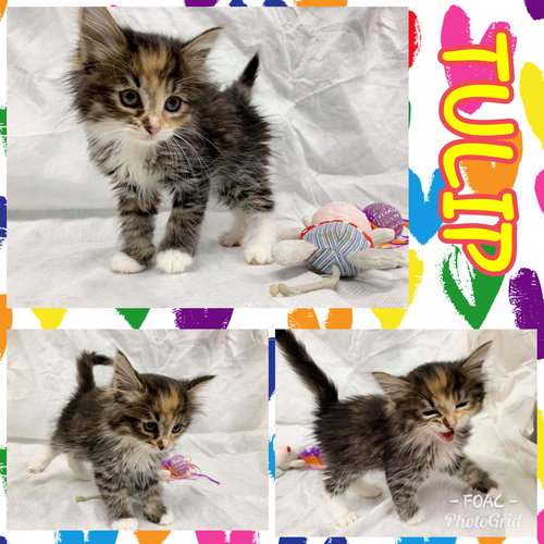 Tulip - at the shelter