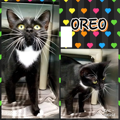 Oreo - At PerSmart