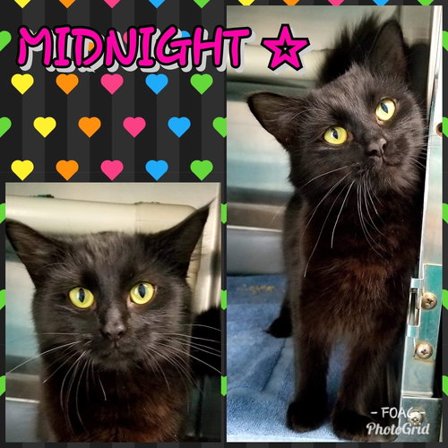 Midnight - PetSmart