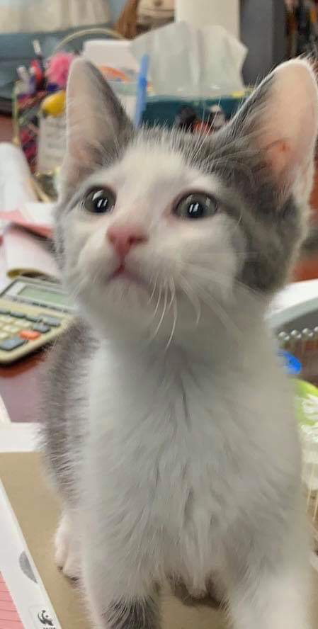 Bridger-At the Shelter