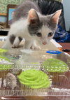 Bridger-At the Shelter