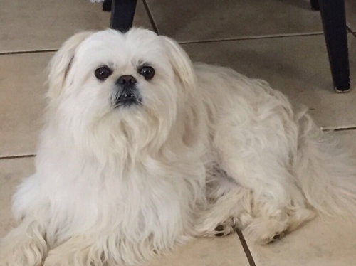 Milo (dog) - Not at the shelter