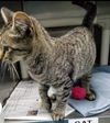 Pongo: At Lynchburg Petsmart