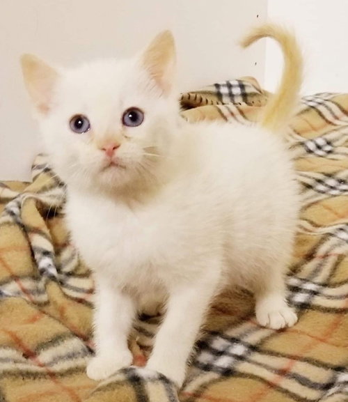 Diego (Carisa) -Not at the Shelter