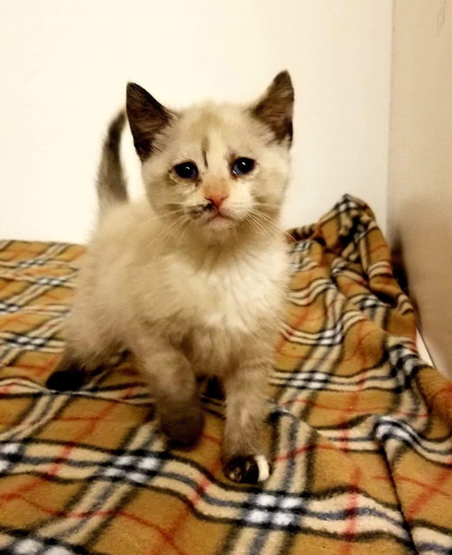 Dora (Carisa) Not at the Shelter