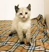 Dora (Carisa) Not at the Shelter