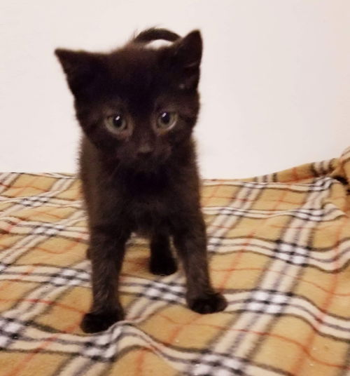 Louie (Carisa) -Not at the Shelter
