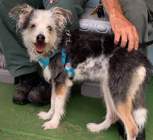 Luna-At the Shelter