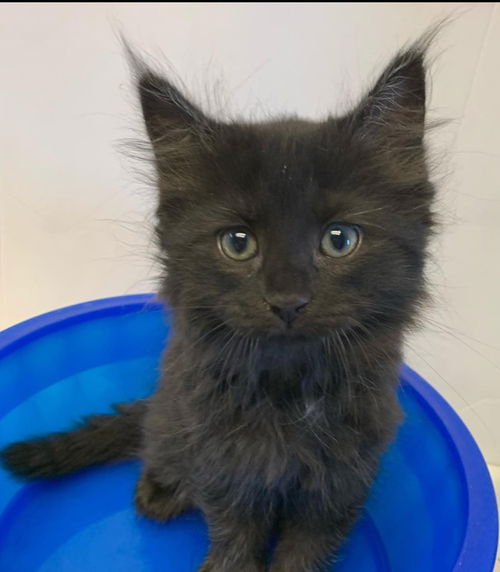 Hopscotch (Susan)-Not at the Shelter