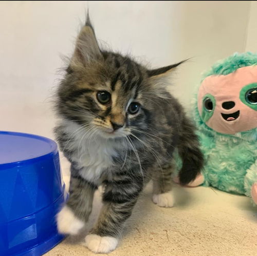Marbles (Susan) -Not at the Shelter