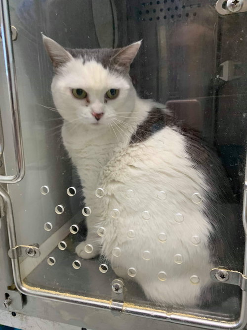 Missy-At the Shelter