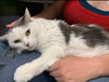 Missy-At the Shelter