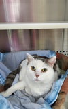 Missy-At the Shelter