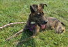 Stitch-Not at the Shelter