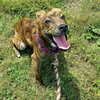 Stitch-Not at the Shelter