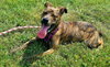 Stitch-Not at the Shelter