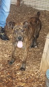 Stitch-Not at the Shelter
