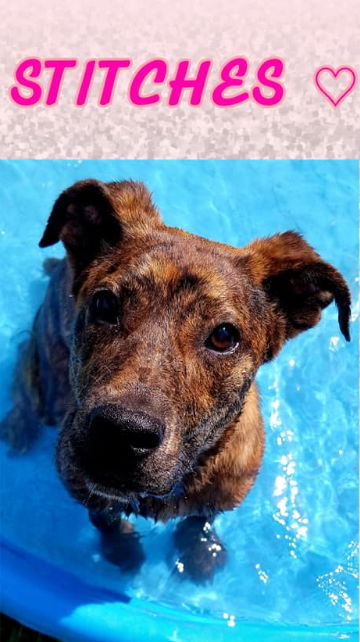 Stitch-Not at the Shelter