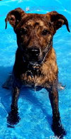 Stitch-Not at the Shelter