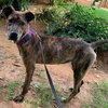 Stitch-Not at the Shelter