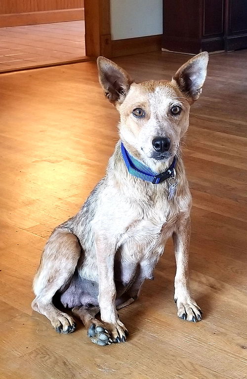 Alani - Not at the shelter